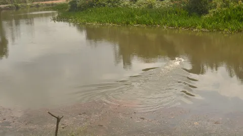 คาด "ตะโขง" ป่าพรุตากใบ มีไม่น้อยกว่า 2 ตัว เร่งยกระดับลาดตระเวน ทำแผนอนุรักษ์