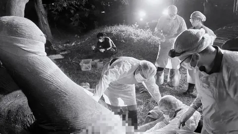 ทีมสัตวแพทย์ผ่าชันสูตร "แม่ช้างป่าเขาฉกรรจ์" ผลตรวจอวัยวะภายในพบความผิดปกติ