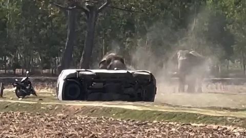 "ช้างเพชรอุทัย" ทำร้ายเจ้าของสาหัส โมโหโดนเร่งตอนผสมพันธุ์ ไล่แทงรถพรุน 2 คัน (คลิป)