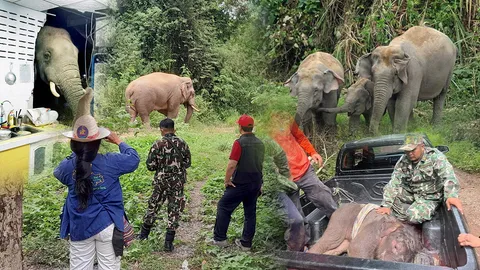 ปมปะทะคนกับช้าง รู้ปัญหา แก้ให้ตรง