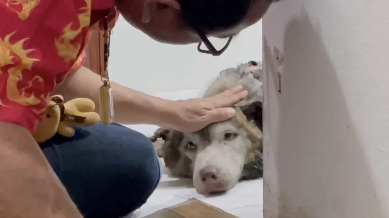 พลเมืองดี เล่านาทีเจอ "มอลลี่" ไซบีเรียนถูกไฟเผา นอนหมดแรงอยู่ริมสระน้ำ