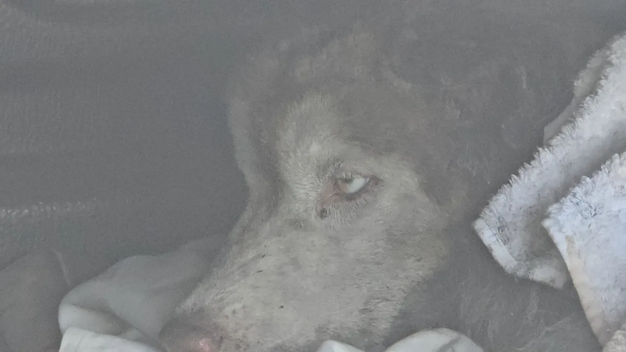 ตร.รู้เบาะแสแล้ว คดี “มอลลี่” ไซบีเรียนถูกจุดไฟเผาทั้งเป็น คาดได้ตัวผู้ก่อเหตุ 1-2 วัน