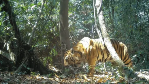 กล้องดักถ่ายสัตว์ จับภาพ "เสือโคร่งณเดช" พบรักกับสาวตัวใหม่ ลุ้นมีข่าวดีเร็วๆ นี้