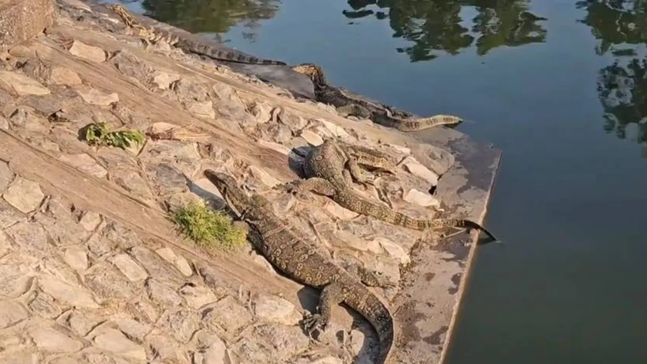 ชาวบ้านผวา ตัวเงินตัวทองนับร้อยโผล่คูเมืองโคราช เดินกลางตลาด วอนเร่งแก้ไข