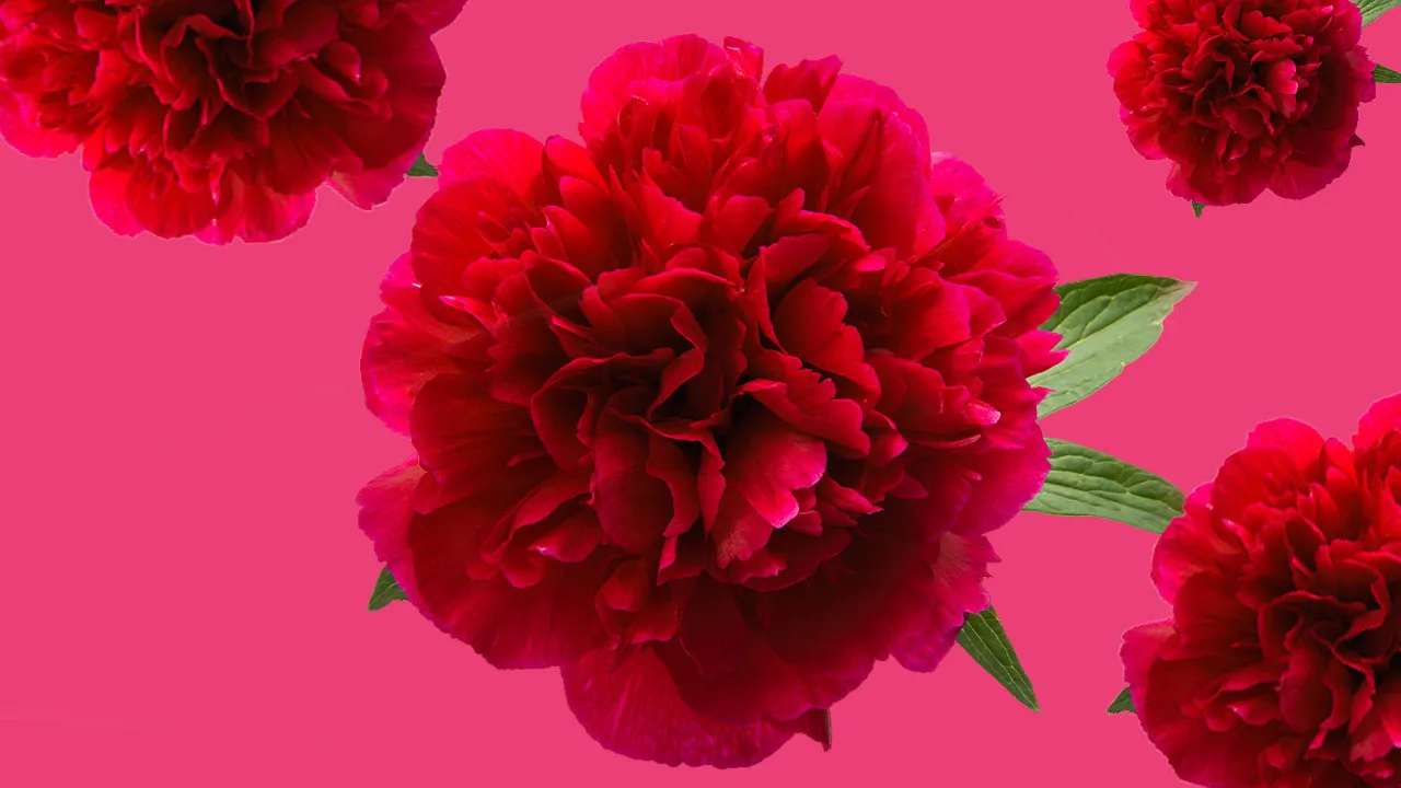 "โบตั๋นสีแดง" เปิดรู้จักดอกไม้คนโสด เคล็ดลับวิชาเรียกคู่ ฉบับฮ่องเต้ 