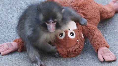 รู้จัก "พันช์คุง" ลิงญี่ปุ่นถือตุ๊กตาผู้โดดเดี่ยว อยู่สวนสัตว์ไหน ทำไมเป็นไวรัลระดับโลก