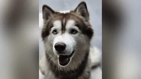 สุดเศร้า "น้องมอลลี่" สุนัขไซบีเรียนถูกจุดไฟเผา ล่าสุดกลับดาวหมาแล้ว