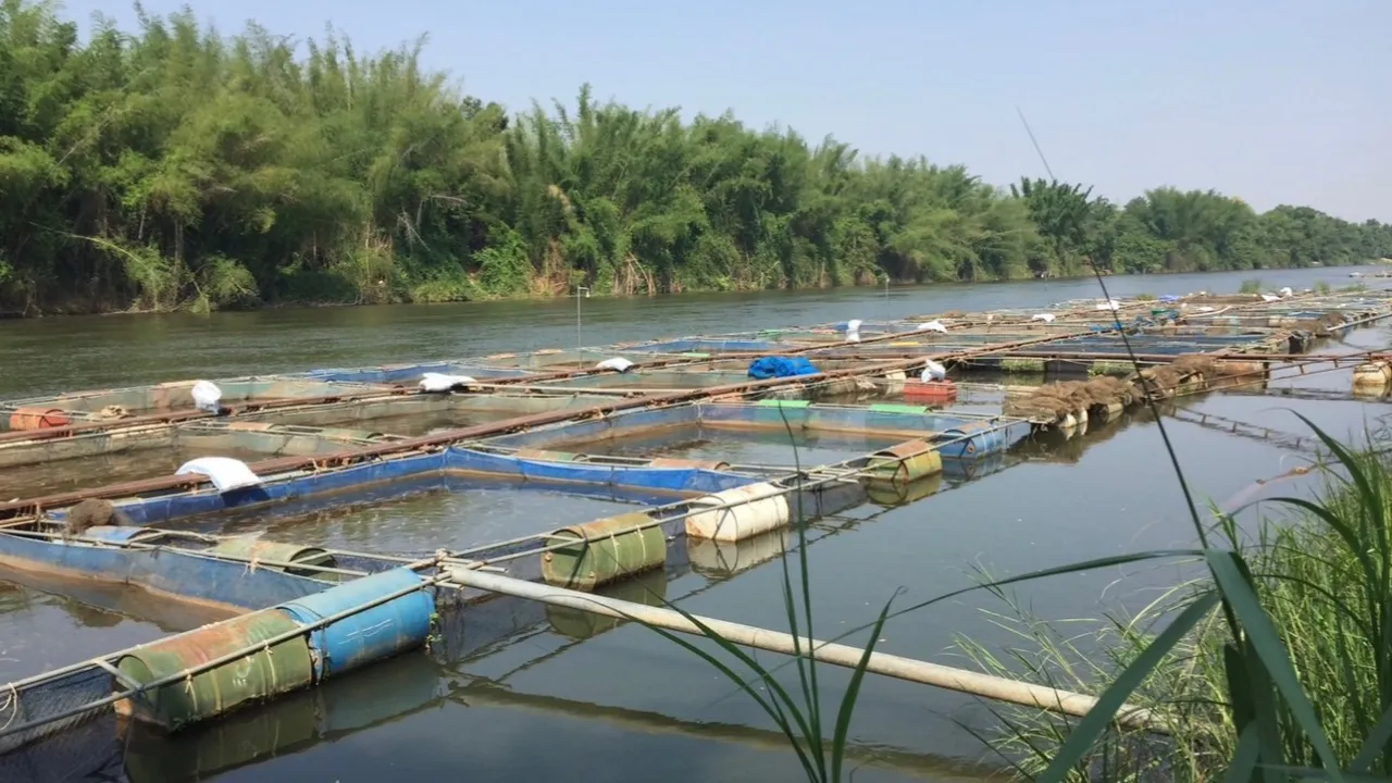 "กรมประมง" โชว์ศักยภาพ "ปลานิล" จากปลาพระราชทานสู่สัตว์น้ำจืดยอดนิยม