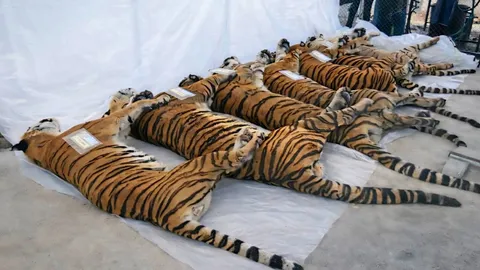 ฝังกลบซากเสือ ติดเชื้อ “ไข้หัดสุนัข” ยันไม่ลามสู่คน