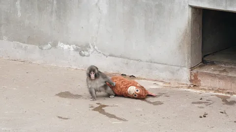 วิธีเดินทางไปเยี่ยม "พันช์คุง" น้องลิงญี่ปุ่นสุดไวรัล พร้อมที่เที่ยวเมืองอิจิคาวะที่ต้องเช็กอิน