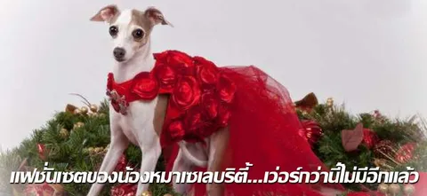 แฟชั่นเซตของน้องหมาเซเลบริตี้...เว่อร์กว่านี้ไม่มีอีกแล้ว