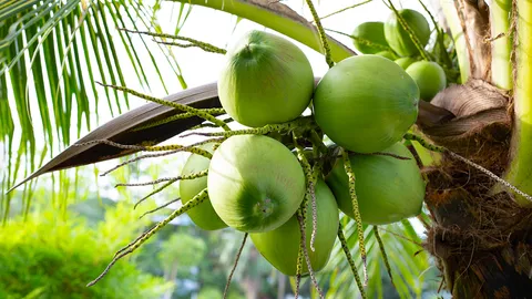 "ศุภจี" สั่งด่วน! แก้ราคา "มะพร้าวน้ำหอม" ตกต่ำ ลุยตรวจล้งเข้าข่ายนอมินี