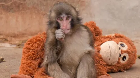 โดดเดี่ยวแต่ไม่ยอมแพ้ “พันช์คุง” ลูกลิงไวรัลที่สะท้อนความเหงาของคนยุคใหม่