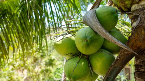 ฟัน 15 บริษัท ใช้คนไทยเป็นนอมินี "มะพร้าวน้ำหอม" กดราคารับซื้อ ทำราคาตลาดร่วง