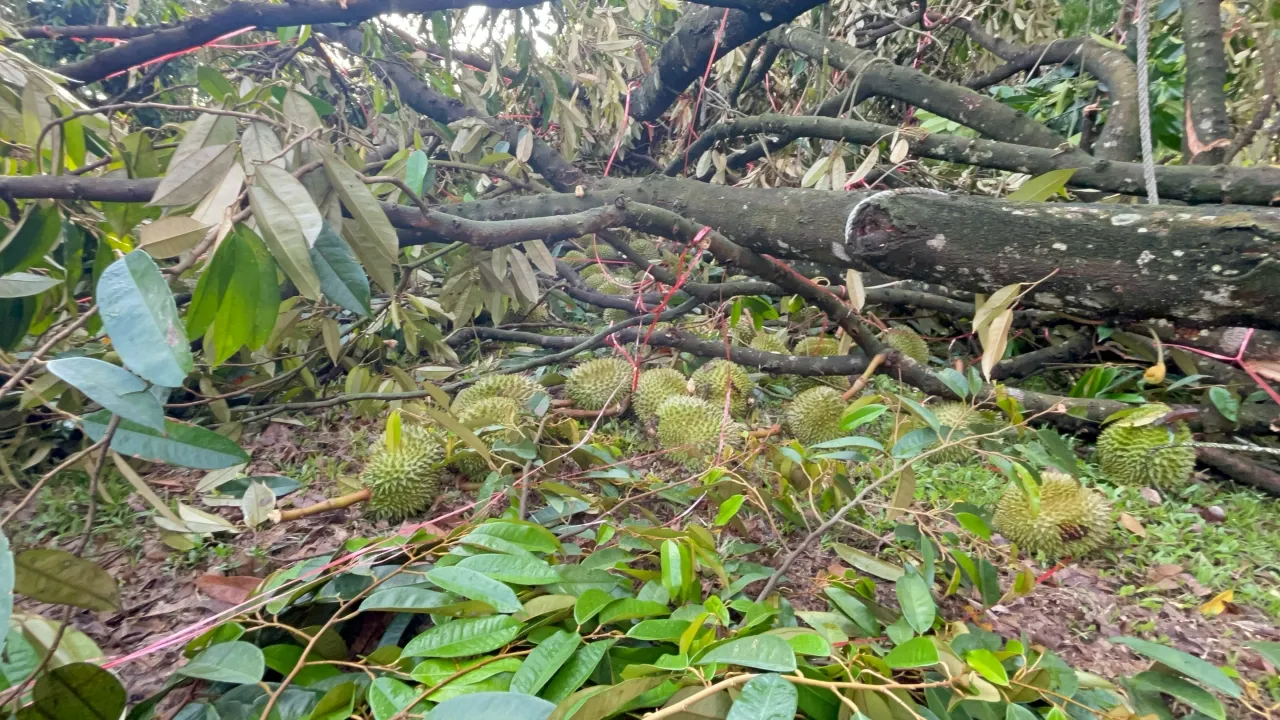 เกษตรกรน้ำตาตก พายุฤดูร้อนพัดถล่ม ทำทุเรียนใกล้เก็บเกี่ยว ร่วงนับหมื่นลูก