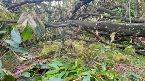 เกษตรกรน้ำตาตก พายุฤดูร้อนพัดถล่ม ทำทุเรียนใกล้เก็บเกี่ยว ร่วงนับหมื่นลูก