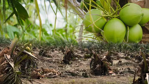 ล้งกลางมะพร้าวน้ำหอม สู้ทุนจีนกดราคา จับมือนอมินีไทย แก้ปัญหาได้จริงหรือ? 