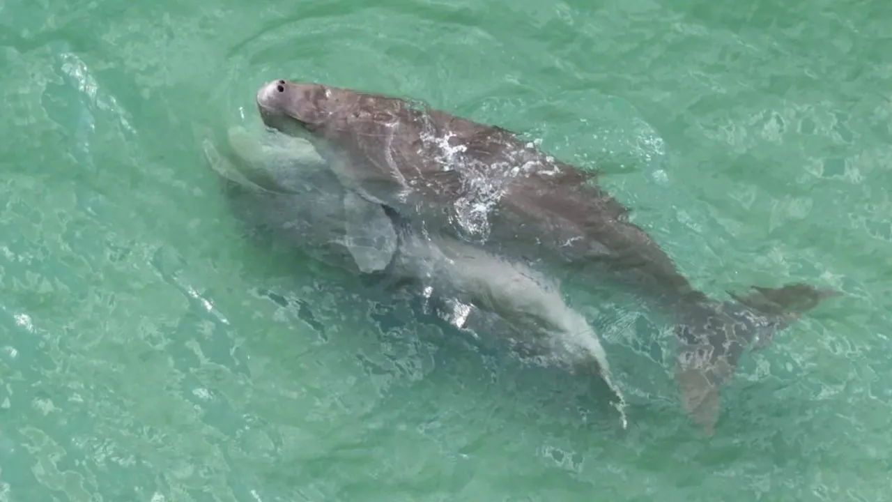 หาชมยาก เปิดนาที “พะยูน” ผสมพันธุ์ สะท้อนความอุดมสมบูรณ์ของทะเลตรัง