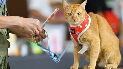 ทาสแมวห้ามพลาด Thailand Cat Lovers Fair 2026  บุกอิมแพ็ค 27-29 มี.ค. นี้