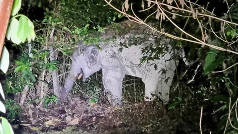 ช้างป่าเขาใหญ่ กระทืบพ่อเฒ่า 87 ดับ!