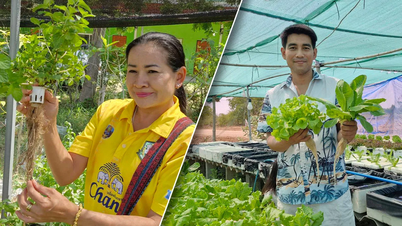 ปลูกผักไฮโดรโปนิกส์สู้แล้ง เก็บเกี่ยวได้ทั้งปี สร้างรายได้หลักหมื่นต่อเดือน