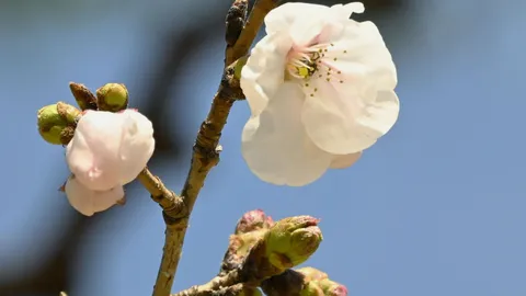 ญี่ปุ่นประกาศเริ่มต้นฤดูชมดอกซากุระอย่างเป็นทางการแล้ว
