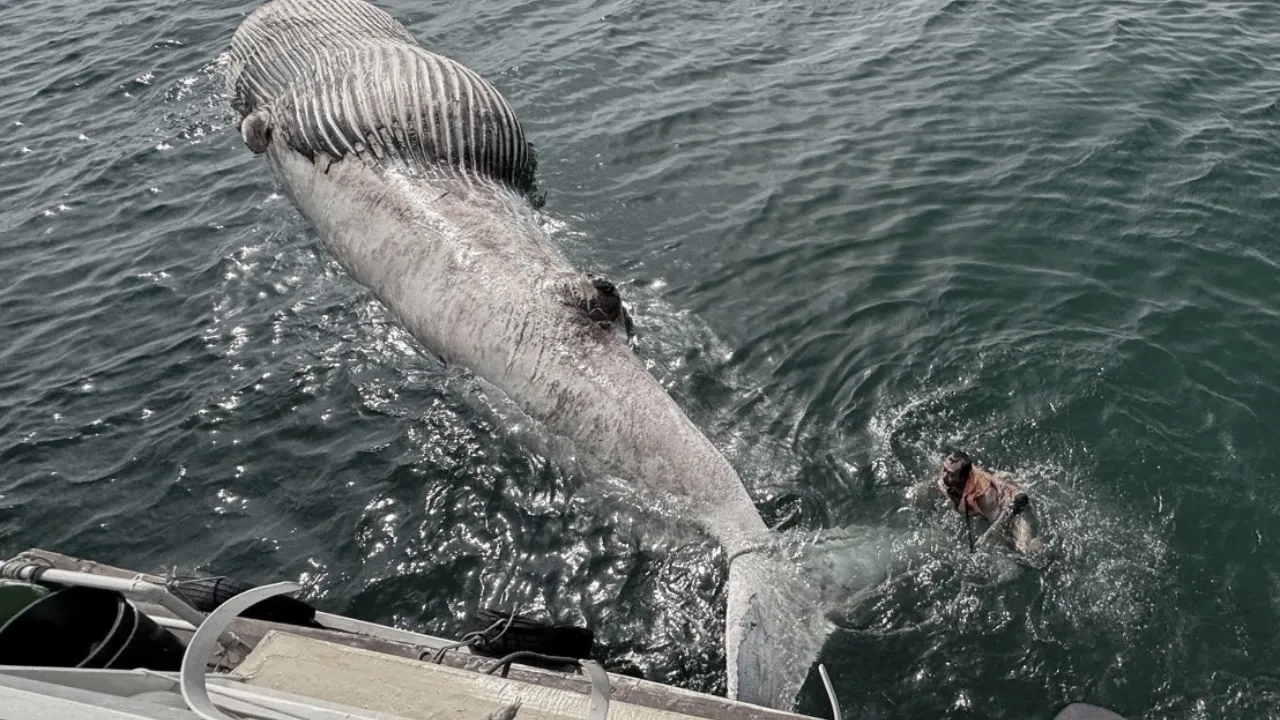 เผยผลชันสูตร "วาฬบรูด้า" เกยตื้นที่ จ.สมุทรสาคร เสียชีวิตพร้อมลูกน้อยในท้อง