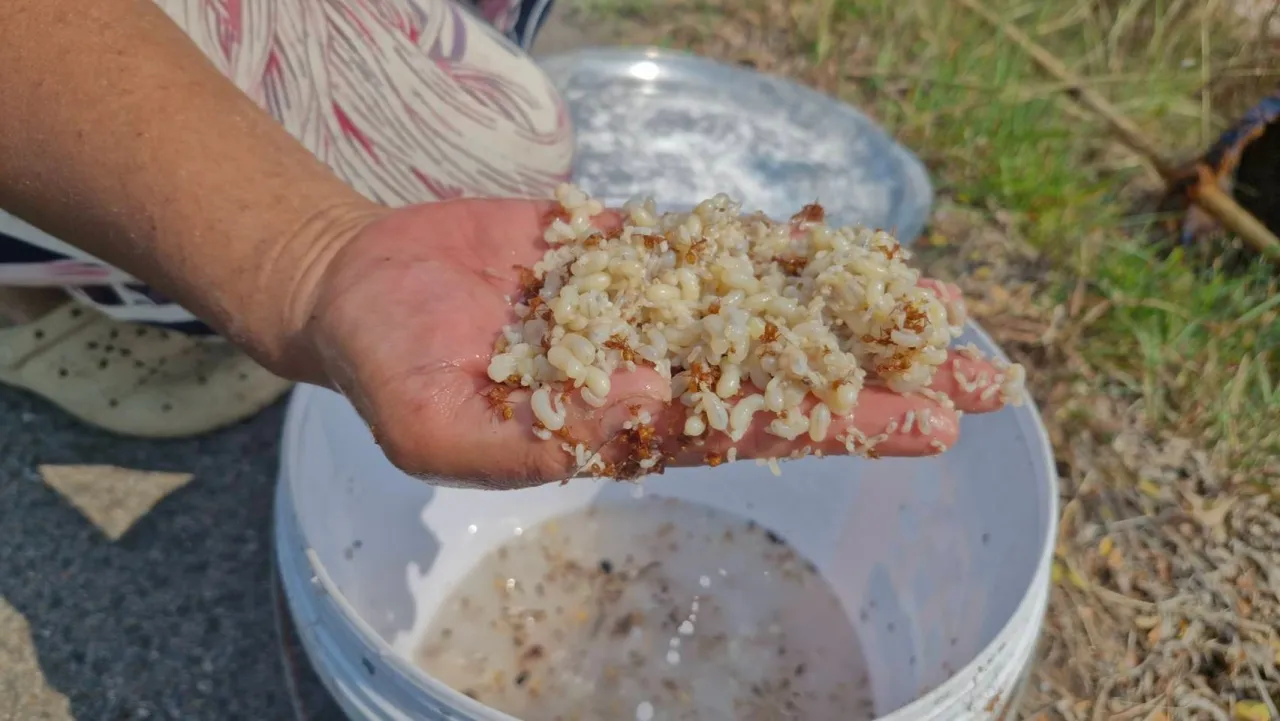 ชาวบ้านแหย่ไข่มดแดง ขายกิโลละ 500 บาท สร้างรายได้ช่วงหน้าแล้ง