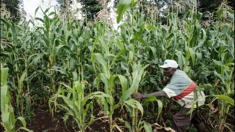 สงครามในอิหร่านกำลังเป็นภัยคุกคามต่อราคาอาหารในประเทศกำลังพัฒนา