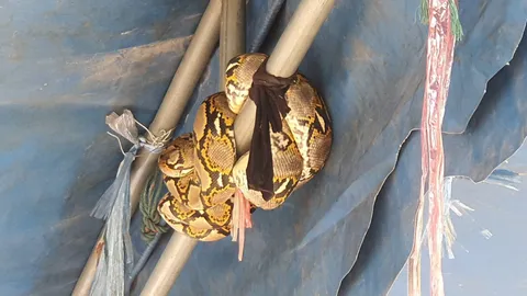 นักแสวงบุญฮือฮา ทำความสะอาดกระดูกศพไร้ญาติ "งูเหลือม" โผล่เลื้อยขดบนหลังคาเต็นท์