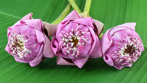 เจาะเทรนด์ "ถ่ายรูปถือดอกบัว" มาจากไหน ทำไมถึงครองใจกลุ่ม Gen Z