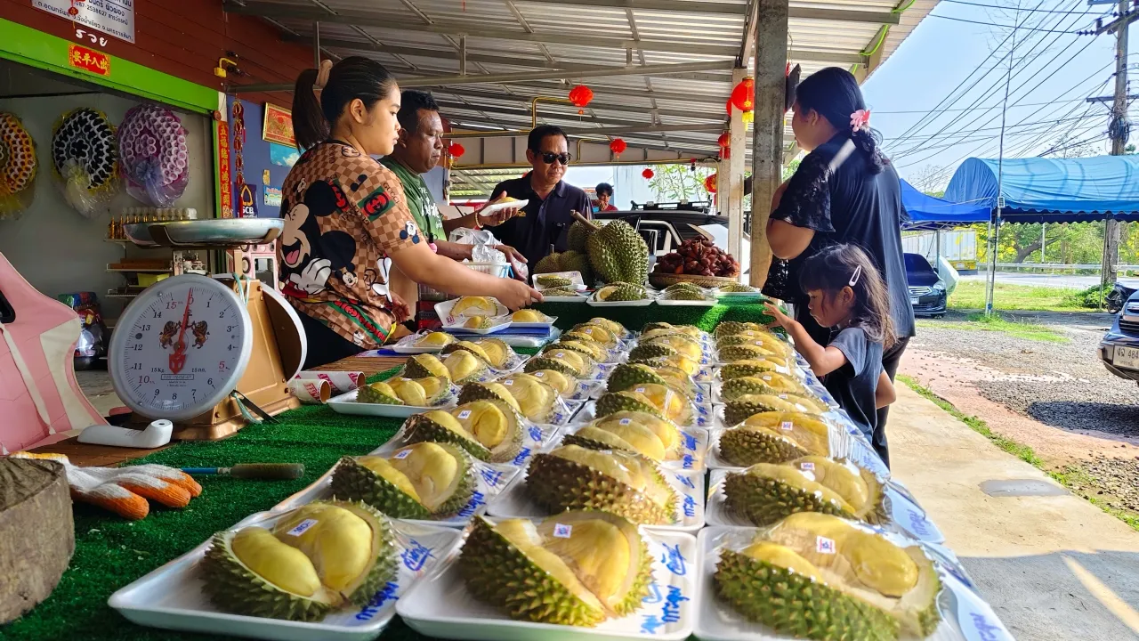 ทุเรียน 5 บาท สวนกระแสน้ำมันแพง พ่อค้าวอนรัฐบาลเร่งสางปัญหาเศรษฐกิจ