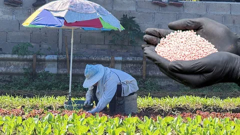 สงครามพลังงาน สะเทือน “ต้นทุนเกษตร” ราคาอาหารพุ่ง ไทยนำเข้าปุ๋ย 99%