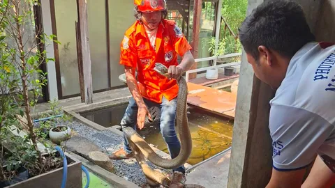 กู้ภัยบุกจับ "จงอางยักษ์" แอบซุกในบ้าน คอหวยไม่ลืมส่อง "เลขเด็ด" ลุ้นโชค 1/4/69