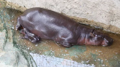 สวนสัตว์โคราช เผยภาพสมาชิกใหม่ “ลูกฮิปโปแคระ” เป็นสาวน้อยน่ารัก หลานหมูเด้ง