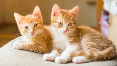 ชวนเล่น "เกิดใหม่เป็นแมว" แบบทดสอบสุดไวรัล คุณเป็นแมวสายพันธุ์อะไร