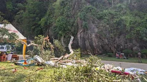 สลดกลางงานประจำปี “ขึ้นถ้ำเขาเงิน” ต้นไม้ใหญ่หักโค่น ชาวบ้านหนีไม่ทัน ดับ 2 ศพ