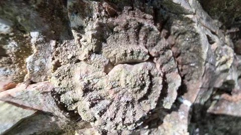 เร่งผลักดัน "ภูเขาทอง" จ.พัทลุง สู่แหล่งเรียนรู้ระดับโลก สร้างรายได้ให้ชุมชน