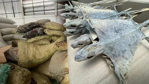 สวมสิทธิโควตา ตุ๊กแกตากแห้งไทย นายทุนจีนลอบขนจากอินโดนีเซีย