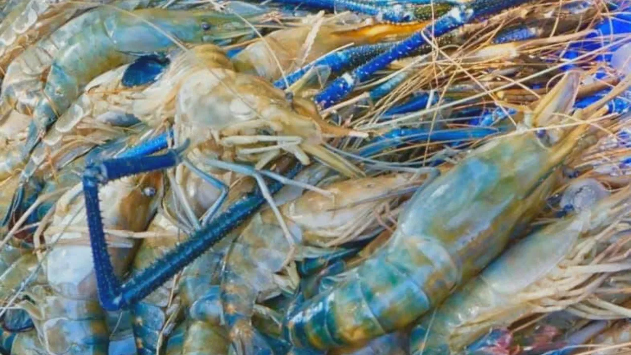 "กุ้งก้ามกราม" เขื่อนอุบลรัตน์ จ.ขอนแก่น ช่วยสร้างรายได้ให้เศรษฐกิจชุมชน