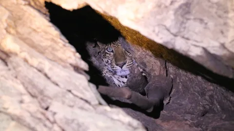 พบ "เสือดาว" หนีไฟป่า หลบในถ้ำเขตอมก๋อย เจ้าหน้าที่คุมเข้ม เฝ้าระวังความปลอดภัย