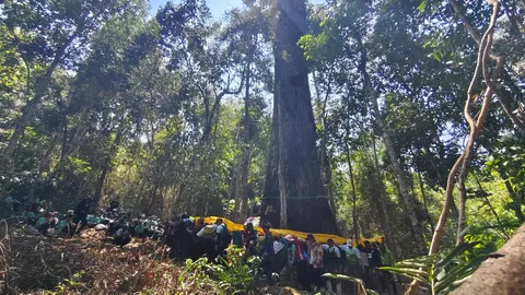 ส่องเลขเด็ด 16/4/69 พิธีบวงสรวง "ต้นตะเคียนทองยักษ์พันปี" กลางป่าอุทยานฯ ทับลาน