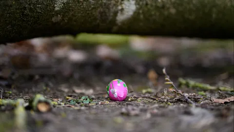 สลดอีสเตอร์! พายุถล่มเยอรมนี ต้นไม้ยักษ์โค่นทับวงล่าไข่ ดับ 3 ศพ รวมทารก 10 เดือน