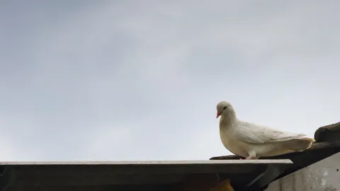 ฝันเห็นนก หมายความว่าอะไร? เช็กคำทำนายฝันแม่นๆ พร้อมวิธีเสริมดวงรับทรัพย์