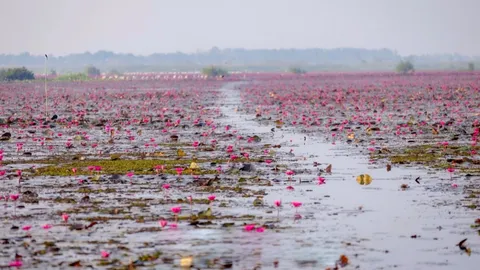 ชัยภูมิ เปิดงานเทศกาลท่องเที่ยวทุ่งบัวแดงบึงละหาน 2569 กระตุ้นการท่องเที่ยว