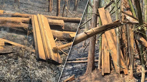 ดับไฟป่าแม่ฮ่องสอน ตะลึงเจอไม้สักแปรรูป สภาพใหม่ ซุกซ่อนในกอไผ่ คาดใบสั่งนายทุน