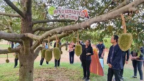 ปุ๋ยแพง น้ำมันแพง คาด “ทุเรียนภูเขาไฟศรีสะเกษ” ราคาสูงกว่าปีก่อน แต่คงคุณภาพ