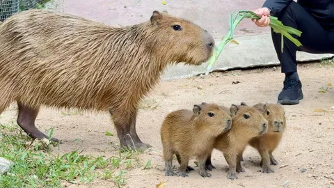 สวนสัตว์เปิดเขาเขียว เปิดตัวสมาชิกใหม่ “ลูกคาปิบารา” น้องแท้ๆ แก๊ง “กิง ก่อง แก้ว”