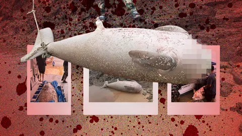 พบซากพะยูน ขนาดโตเต็มวัย ถูกตัดหัวโหด เกาะยาวน้อย จ.พังงา