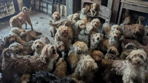 ช็อกพบสุนัขกว่า 250 ตัวถูกเลี้ยงแออัดในบ้าน องค์กรคุ้มครองสัตว์เผยเป็นภาพจริงไม่ใช่ AI